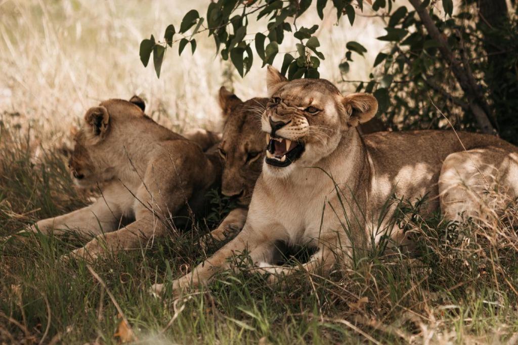 Etosha Safari Lodge, Etosha National Park, Namibia Outjo Exterior foto